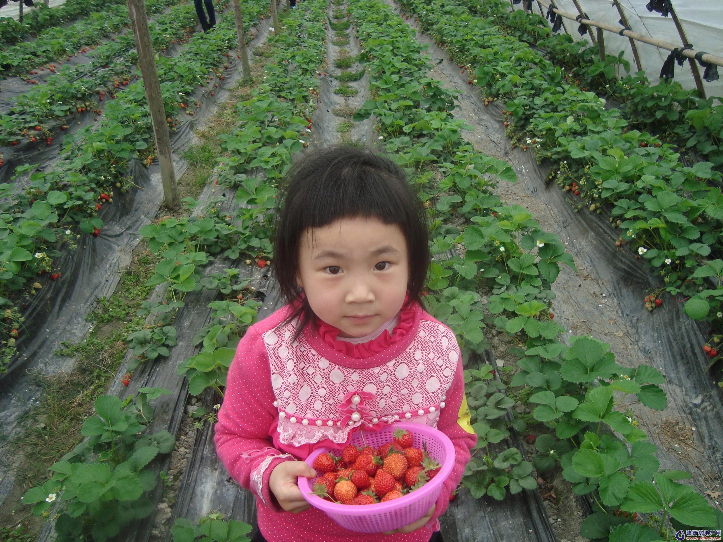 草莓采摘正当时，尽享田园好时光_社会民生_新闻中心_上海市青浦区人民政府