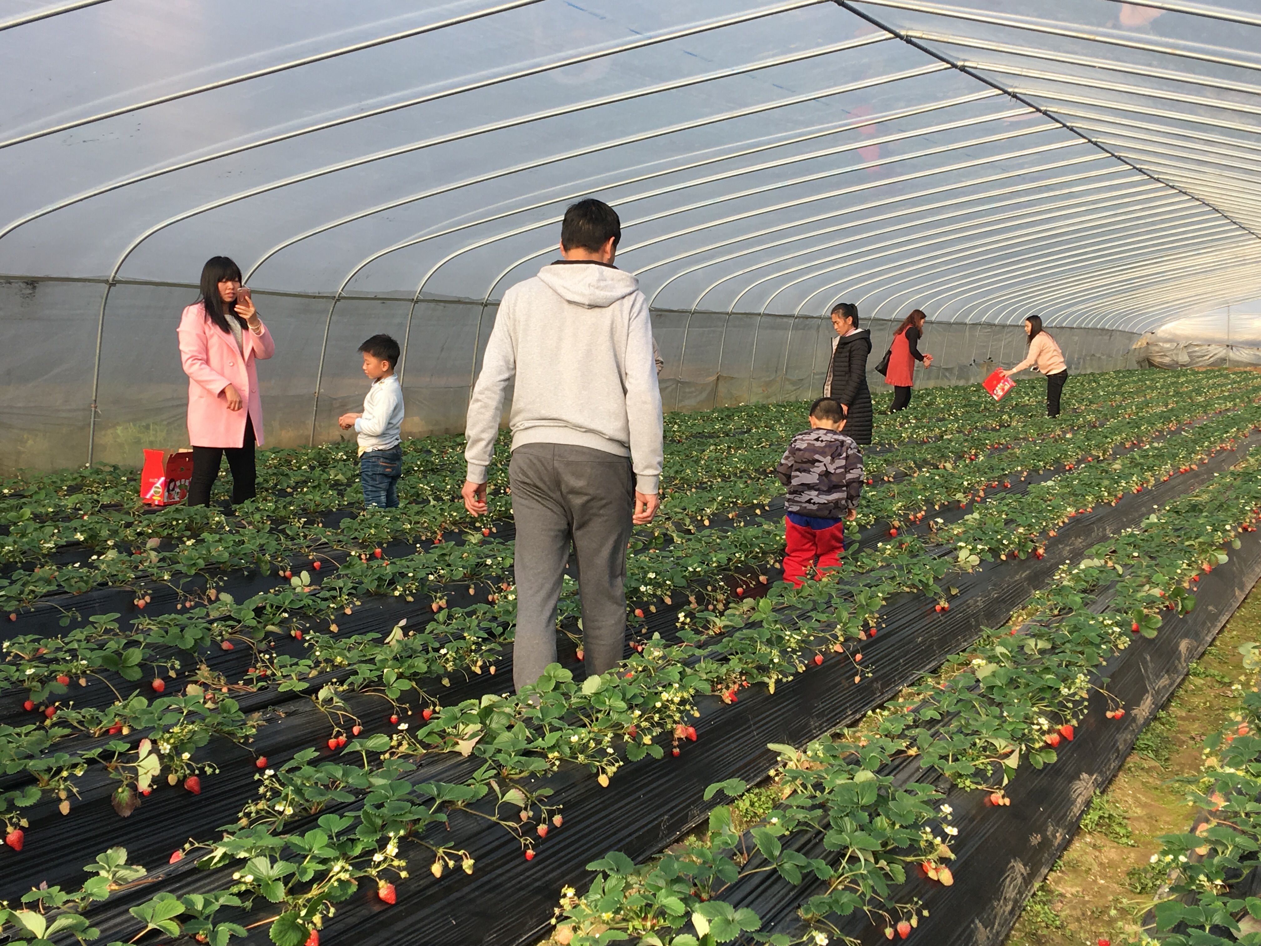 青岛佳垦倾心打造全套日本式草莓，即将亮相亚洲果蔬产业博览会！_生产